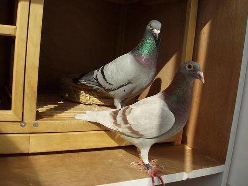 网红吃瓜鸽子图片大全,趣味瞬间大盘点 第2张 网红吃瓜鸽子图片大全,趣味瞬间大盘点 第2张